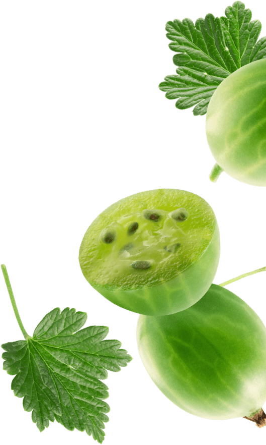 carousel-gooseberry-right.png